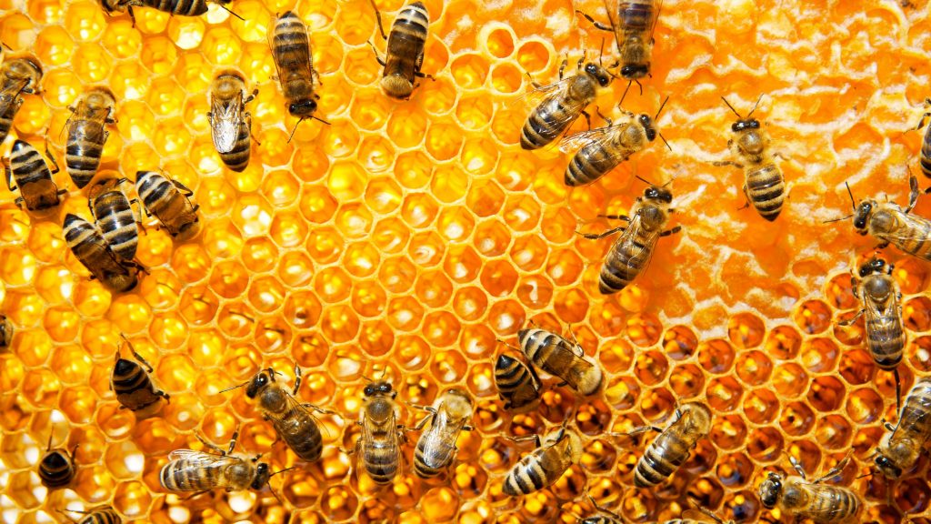 Gemeinsam gegen das Bienensterben
